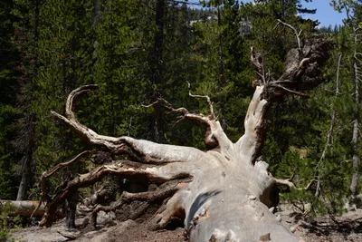 DSC_3713 (Large).JPG